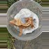 plant/Red Harly Tri Female-0-thumbnail