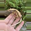 plant/Tri Male-0-thumbnail