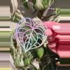 plant/Rainbow Anthurium 💜 transparent UV and Waterproof Sticker-0-thumbnail