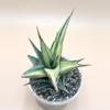 plant/XXL Tower variegated-1-thumbnail