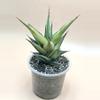 plant/XXL Tower variegated-0-thumbnail