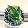plant/Andaman variegated (smaller)-0-thumbnail