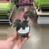 plant/Solanum Uleanum 4” GROWERS CHOICE-0-thumbnail
