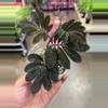 plant/Solanum Uleanum 4” GROWERS CHOICE-1-thumbnail