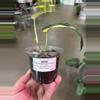 plant/Variegated Jade Satin Scindapsus 4”-0-thumbnail
