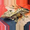 plant/Sara-64 - Female Harlequin Frog Butt -2-thumbnail