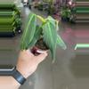 plant/Gigas Philodendron 4”-1-thumbnail