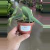 plant/Gigas Philodendron 4”-0-thumbnail