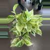 plant/Snow Queen Pothos 8” HB-1-thumbnail