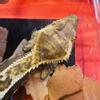 plant/Sara-64 - Female Harlequin Frog Butt -1-thumbnail