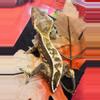 plant/Sara-64 - Female Harlequin Frog Butt -0-thumbnail