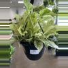 plant/Snow Queen Pothos 8” HB-0-thumbnail