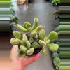 plant/Bear Paw Succulent 4” - Growers Choice-1-thumbnail