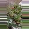 plant/Fortunately Philodendron 4” - Growers Choice-1-thumbnail