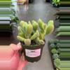 plant/Bear Paw Succulent 4” - Growers Choice-0-thumbnail