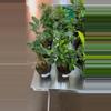 plant/Ginseng Ficus Bonsai 4” - Growers Choice-1-thumbnail