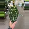 plant/Anthurium Crystallinum 4” - Growers Choice-1-thumbnail