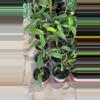 plant/Burle Marx Flame 3.5” - Growers Choice-1-thumbnail