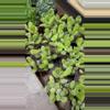 plant/Bear Paw Succulent 4” - Growers Choice-2-thumbnail