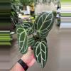 plant/Anthurium Crystallinum 4” - Growers Choice-2-thumbnail