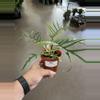 plant/Fortunately Philodendron 4” - Growers Choice-0-thumbnail