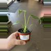 plant/Burle Marx Flame 3.5” - Growers Choice-0-thumbnail