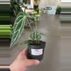 plant/Anthurium Crystallinum 4” - Growers Choice-0-thumbnail