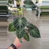 plant/Verrucosum Philodendron 4” - Growers Choice-0-thumbnail