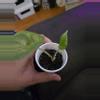 plant/Alocasia Puncak borneensis-1-thumbnail