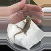 plant/Bearded Dragon (Trans, Hypo, Baby)-2-thumbnail