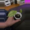 plant/Alocasia Puncak borneensis-2-thumbnail
