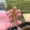 plant/Bearded Dragon (Dunner, Baby)-0-thumbnail