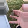 plant/Bearded Dragon (Trans, Hypo, Baby)-0-thumbnail