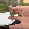 plant/Bearded Dragon (Trans, Hypo, Baby)-3-thumbnail
