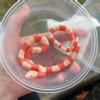 plant/Honduran Milk Snake (Albino)-0-thumbnail