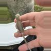 plant/Bearded Dragon (Trans, Hypo, Baby)-1-thumbnail