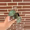 plant/Begonia ‘Confetti Yeti’-0-thumbnail