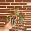 plant/Begonia ‘Curly Peppermint’-1-thumbnail