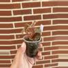 plant/Begonia Maura wahu aka u696-1-thumbnail