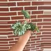 plant/Begonia ‘Curly Peppermint’-0-thumbnail