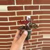 plant/Begonia ‘Betsy’-1-thumbnail