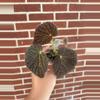 plant/Begonia ‘Ruby Dragon’-0-thumbnail