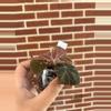 plant/Begonia ningmingensis dark form-1-thumbnail