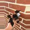 plant/Begonia bowerae ‘Black Velvet’-1-thumbnail