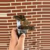 plant/Begonia kui dark form-1-thumbnail