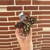 plant/Begonia ‘Betsy’-0-thumbnail