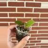 plant/Begonia limprichtii-1-thumbnail