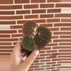 plant/Begonia ‘Ruby Dragon’-0-thumbnail