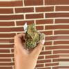 plant/Begonia Maura wahu aka u696-0-thumbnail