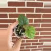 plant/Begonia limprichtii-0-thumbnail